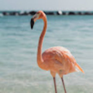 Meet your Posher, Mimi